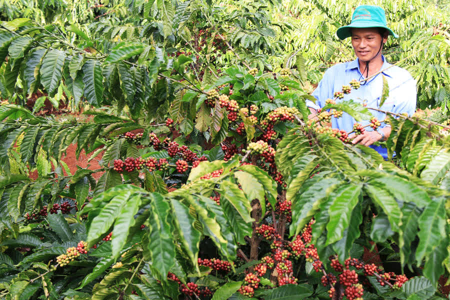 Tây Nguyên: Quê hương mới của cà phê Vối  - Ảnh 2.