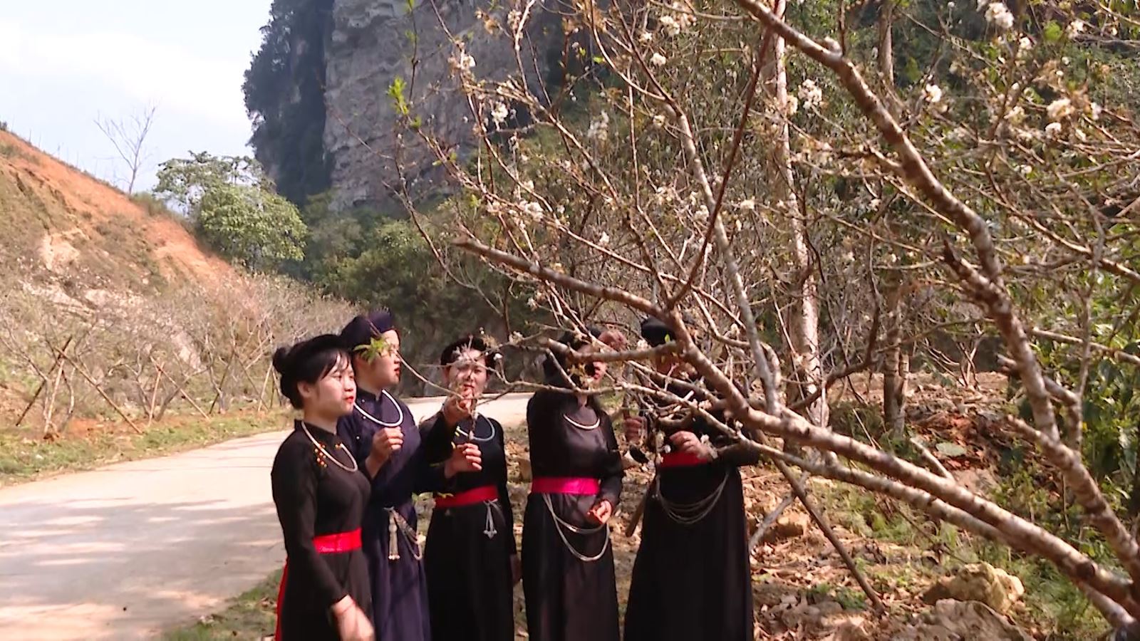 Con đường hoa trắng tinh khôi gây bất ngờ dân mạng ở Tuyên Quang, nhiều người đến chụp ảnh, quay phim - Ảnh 1.