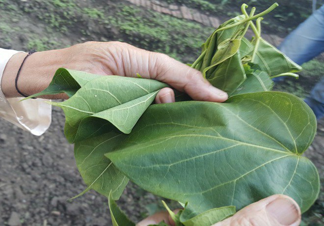 Lá ngón xào tỏi - món ăn dễ gây giật mình vì độ nguy hiểm nhưng ở Lai Châu lại là một đặc sản - Ảnh 1.