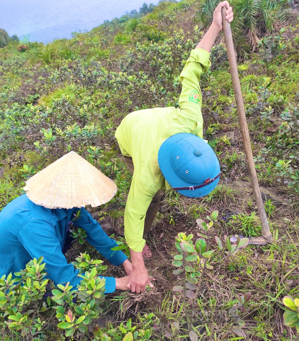 Quảng Bình: Cán bộ rừng phòng hộ cùng người dân gánh cây lim, huê, dẻ đi trồng rừng, phủ xanh những đồi núi trọc - Ảnh 7.