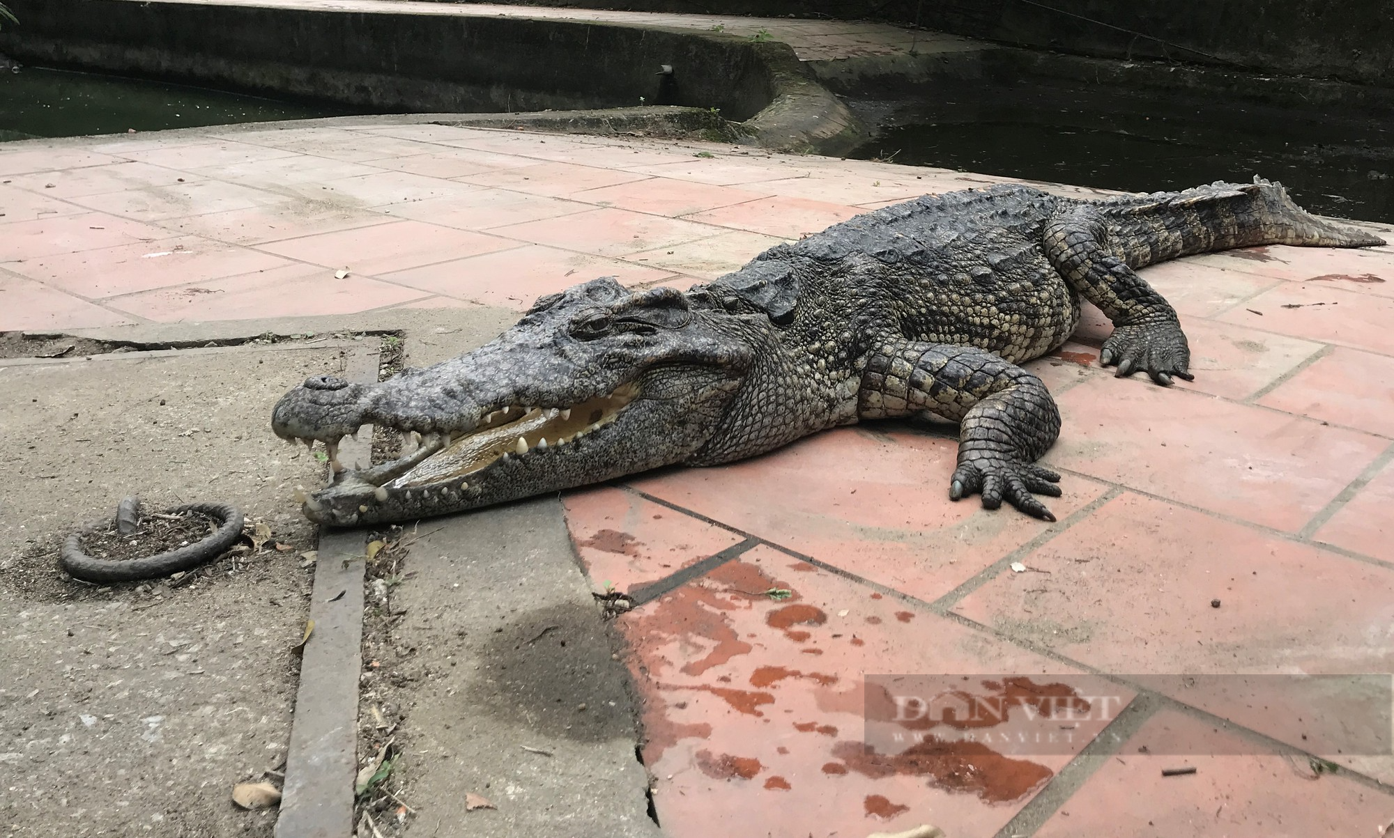 Nghệ An: Cơ quan chức năng nói gì về số phận đàn cá sấu trong công viên lớn nhất thành phố Vinh - Ảnh 2.