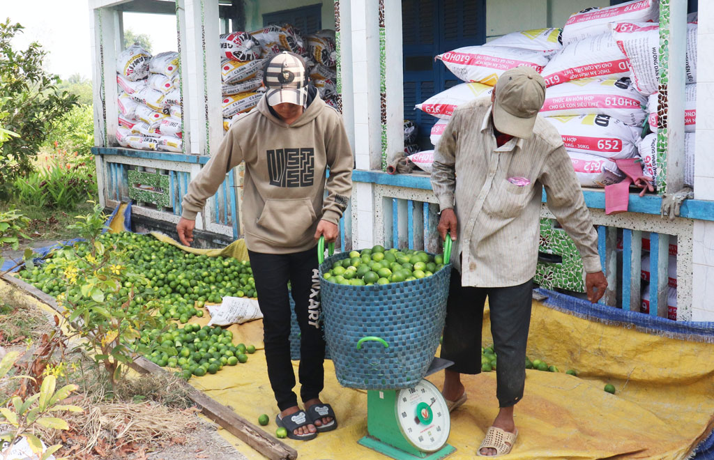 Loại quả này ở Long An, nhìn thấy là tứa nước miếng, sao bỗng bán chạy, hễ hái thương lái &quot;khuân&quot; hết sạch? - Ảnh 2.