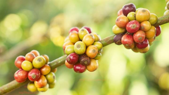 Giá cà phê đồng loạt tăng vọt, cà phê trong nước vượt 56.000 đồng/kg - Ảnh 3.