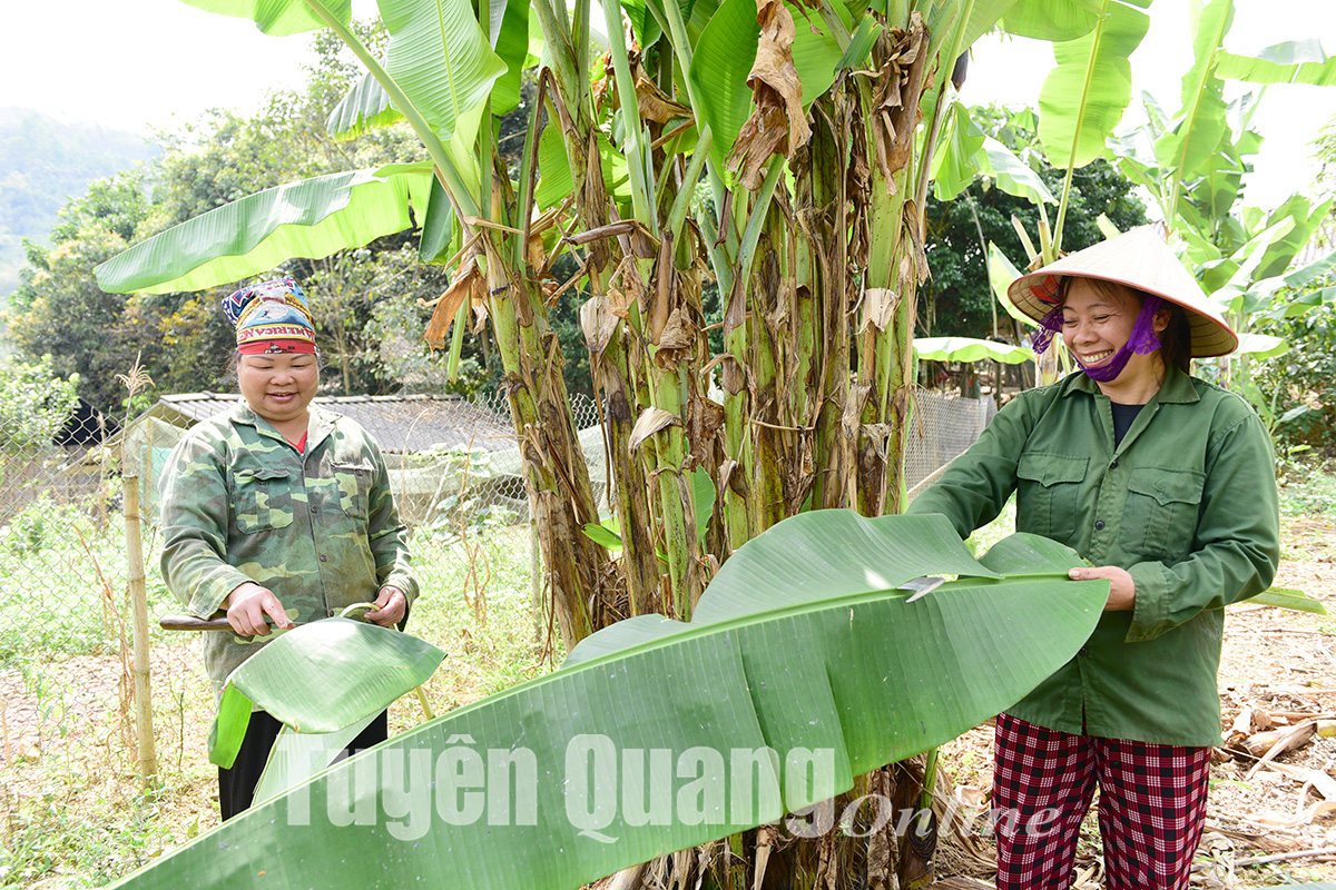 Loại lá tưởng bỏ đi, nay dân xã này ở Tuyên Quang cắt, dóc đem bán cũng kiếm thêm khá tiền - Ảnh 1.