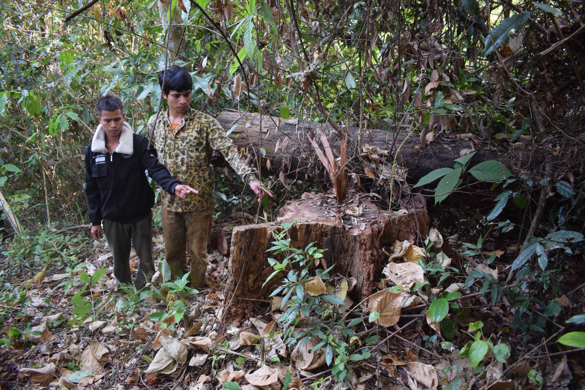 Vụ đốn hạ 23 cây gỗ ở Gia Lai: Xác định nhóm đối tượng liên quan - Ảnh 2.