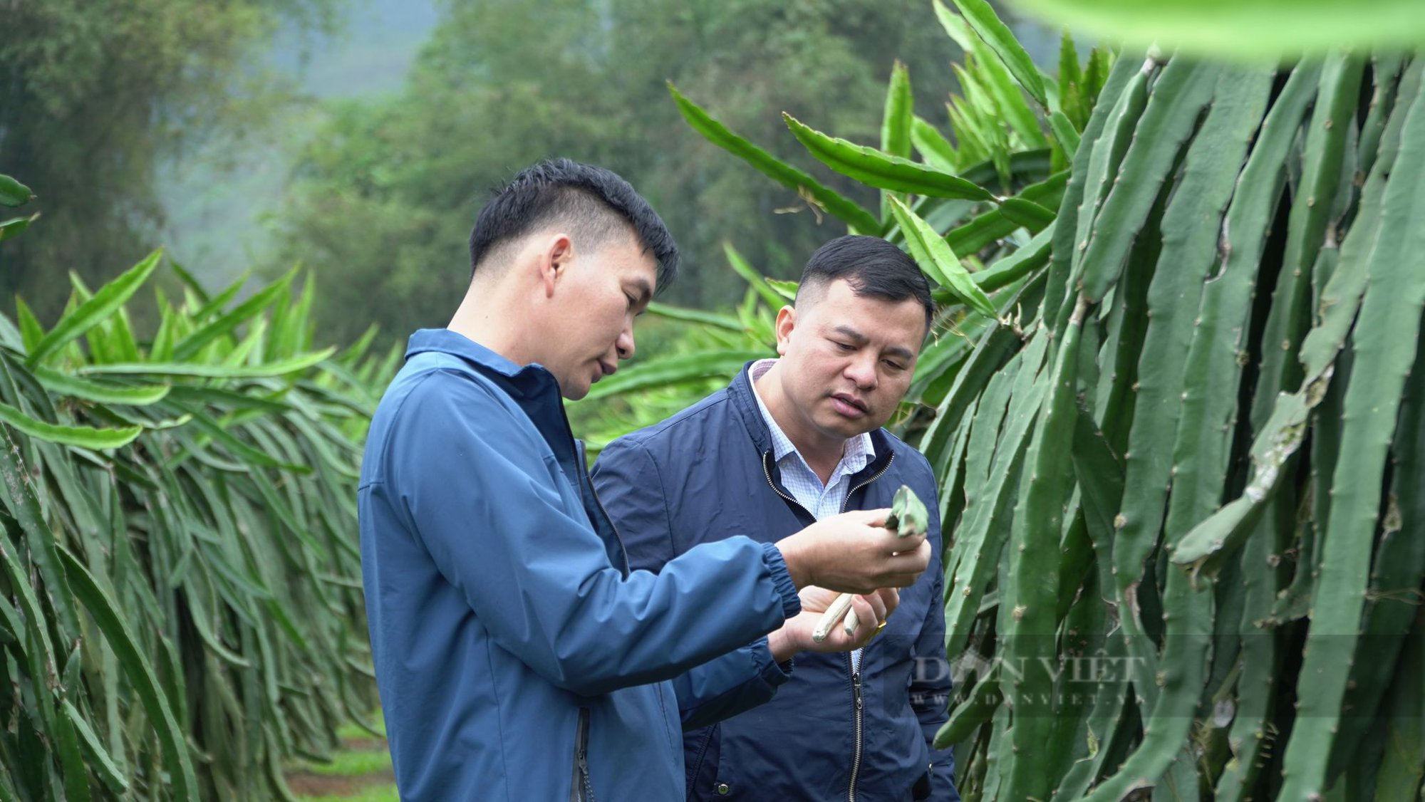 Hà Giang: Trồng cây “dây xanh nuôi trái đỏ” nông dân thu nhập hàng tỷ đồng/năm - Ảnh 1.