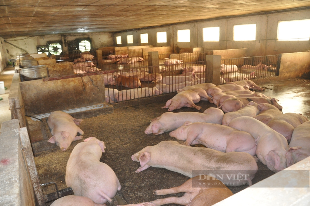 Chuyên gia nông nghiệp chia sẻ cách trang trại lợn trên 5.000 con đạt lợi nhuận lên đến 60% - Ảnh 3.