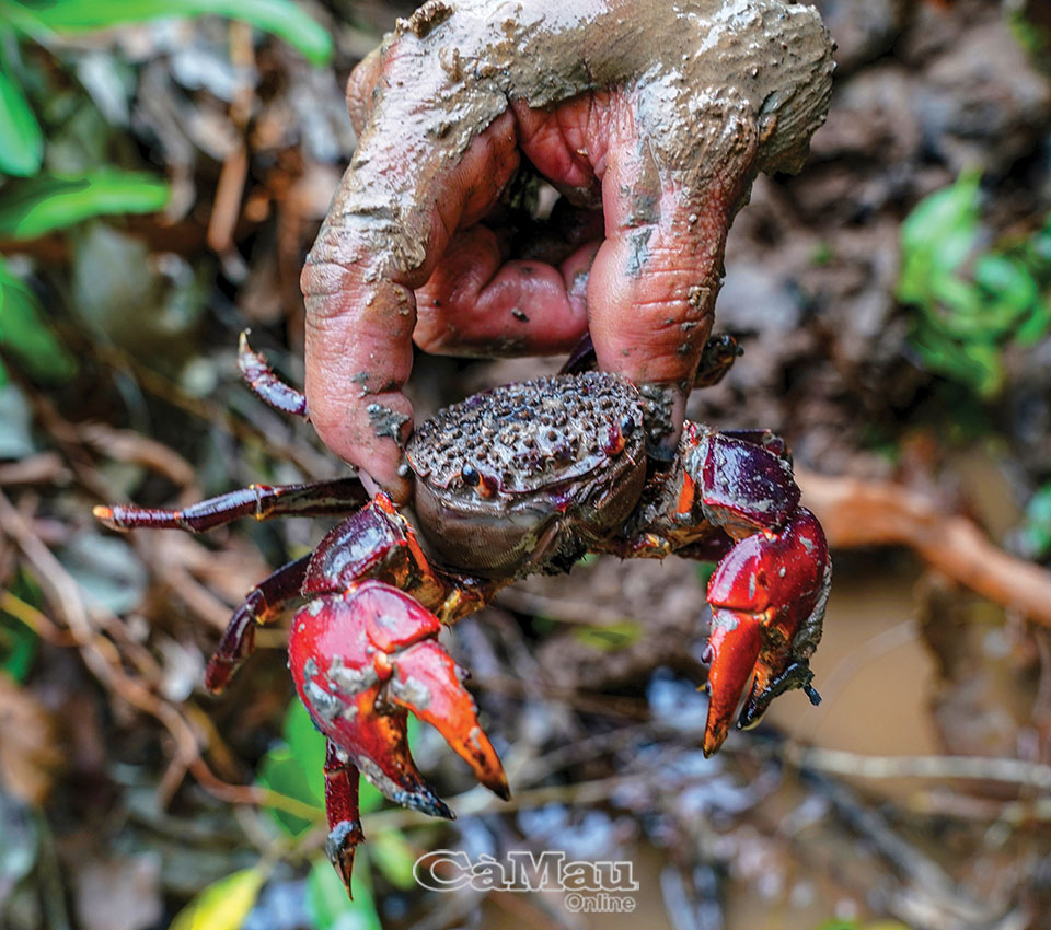 Vùng đất này ở Cà Mau, dân vô rừng bắt con chù ụ mặt buồn &quot;mắc cười&quot; bán làm đặc sản lúc nào cũng hot - Ảnh 5.