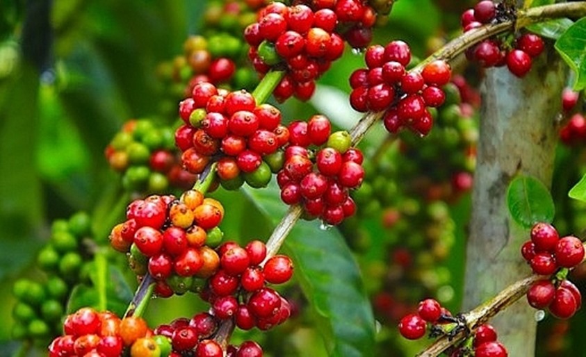 Giá cà phê hai sàn tiếp tục tăng mạnh, cà phê nội sắp chạm mốc 49.000 đồng/kg - Ảnh 3.