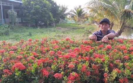 Hàng rào nông thôn mới trồng bông trang nở hoa rực rỡ đẹp &quot;phát hờn&quot; của một chi hội trưởng nông dân ở Cà Mau