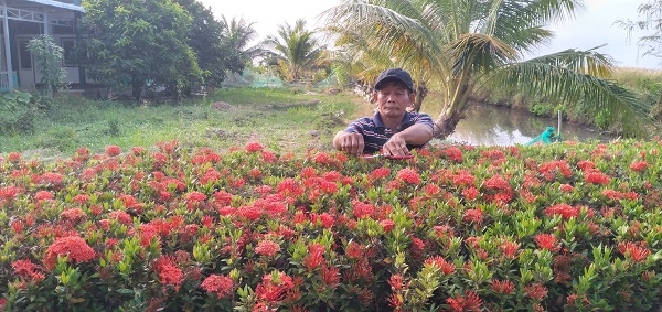 Hàng rào nông thôn mới trồng bông trang nở hoa rực rỡ đẹp &quot;phát hờn&quot; của một chi hội trưởng nông dân ở Cà Mau - Ảnh 1.