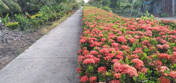 Hàng rào nông thôn mới trồng bông trang nở hoa rực rỡ đẹp &quot;phát hờn&quot; của một chi hội trưởng nông dân ở Cà Mau - Ảnh 5.
