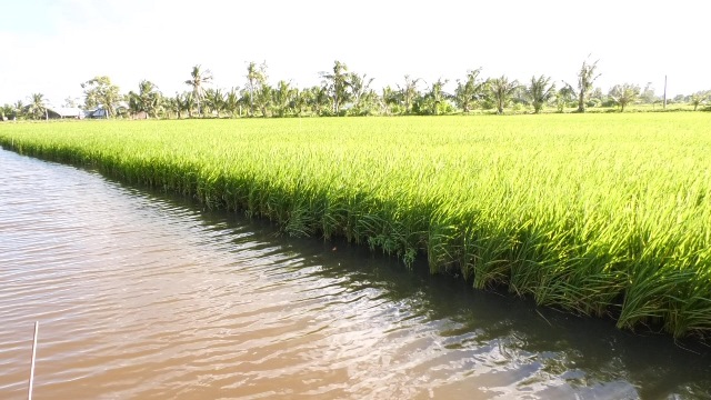 Trồng lúa hữu cơ kết hợp nuôi tôm sạch ở Bạc Liêu, nông dân khỏe, thu nhập tốt hơn hẳn - Ảnh 2.