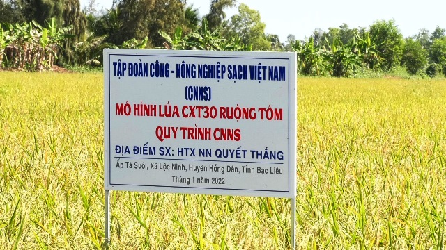 Trồng lúa hữu cơ kết hợp nuôi tôm sạch ở Bạc Liêu, nông dân khỏe, thu nhập tốt hơn hẳn - Ảnh 4.