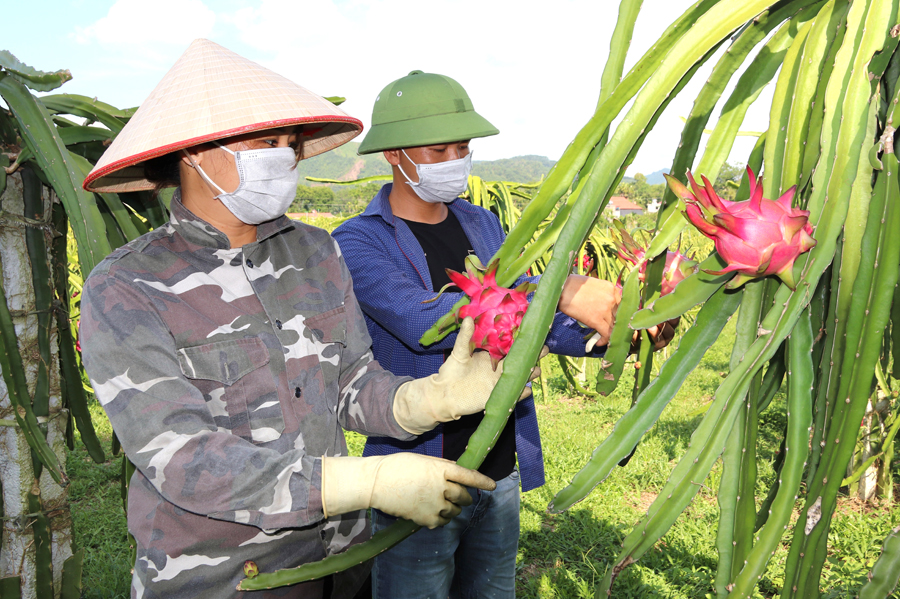 Hà Giang: Trồng cây “dây xanh nuôi trái đỏ” nông dân thu nhập hàng tỷ đồng/năm - Ảnh 2.