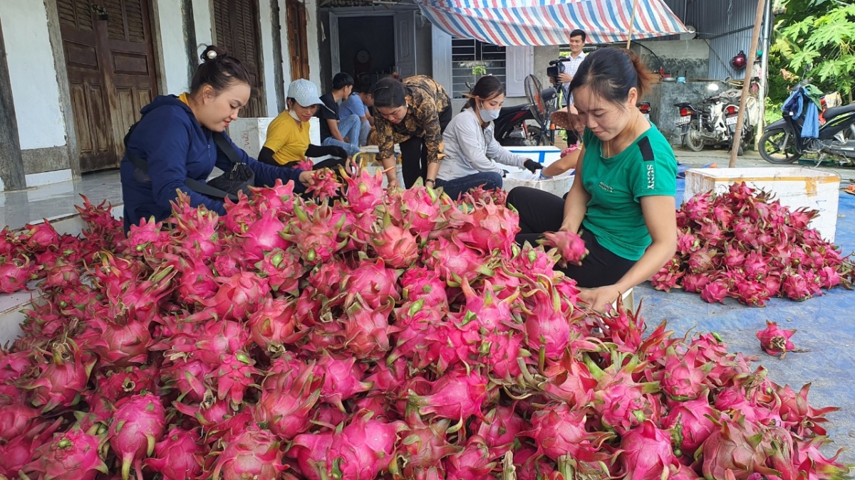 Hà Giang: Trồng cây “dây xanh nuôi trái đỏ” nông dân thu nhập hàng tỷ đồng/năm - Ảnh 5.