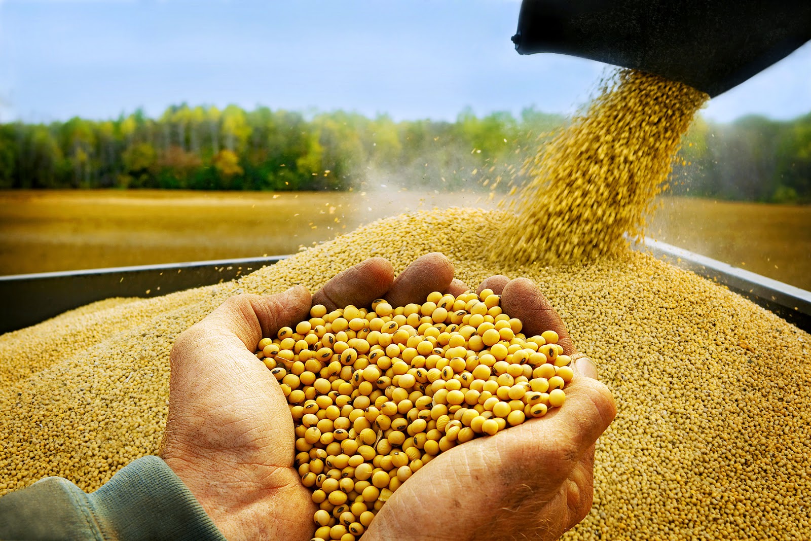 Phải mua 2 loại hạt nhiều nhất thế giới, Trung Quốc chính thức trồng ngô biến đổi gen làm thức ăn chăn nuôi - Ảnh 1.