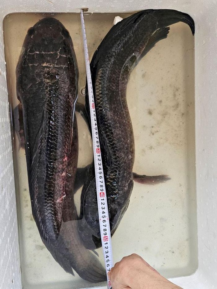 Hiếm có, khó tìm Cần Thơ: Đi tát đìa, vô tình bắt được cặp cá lóc khủng gần 7kg/con khiến nhiều người trầm trồ - Ảnh 3.