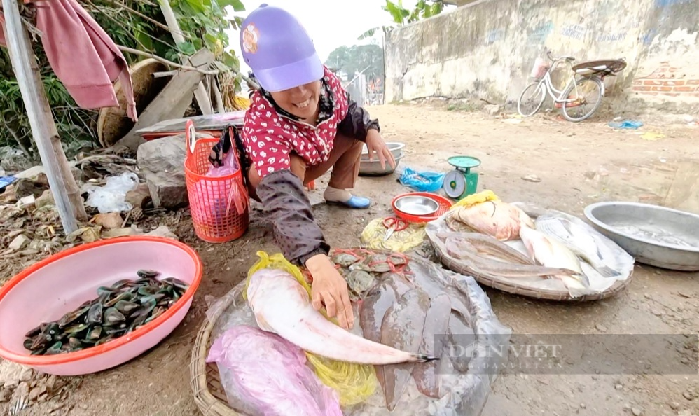 Ngư dân Sầm Sơn mỏi tay gỡ con cá, ốc, ghẹ…vướng lưới khi bè mảng cập bến - Ảnh 3.