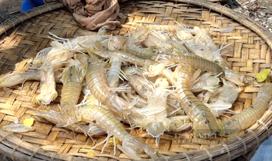 Ngư dân Sầm Sơn mỏi tay gỡ con cá, ốc, ghẹ…vướng lưới khi bè mảng cập bến - Ảnh 5.