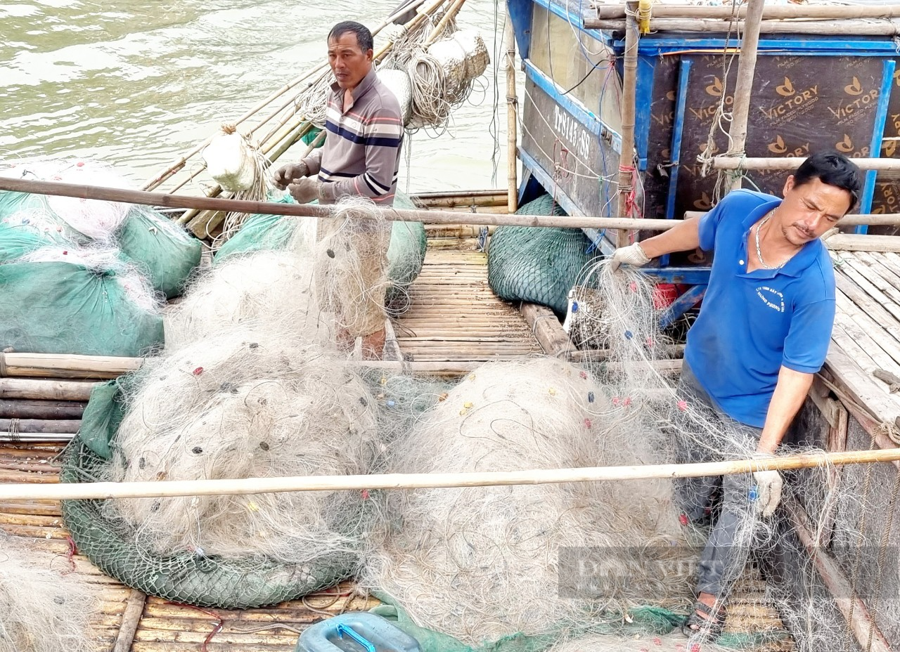 Ngư dân Sầm Sơn mỏi tay gỡ con cá, ốc, ghẹ…vướng lưới khi bè mảng cập bến - Ảnh 2.