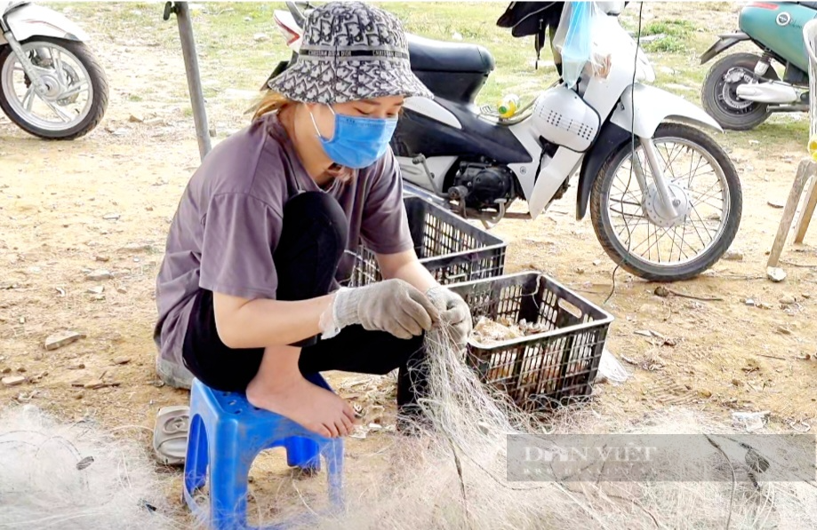Ngư dân Sầm Sơn mỏi tay gỡ con cá, ốc, ghẹ…vướng lưới khi bè mảng cập bến - Ảnh 9.