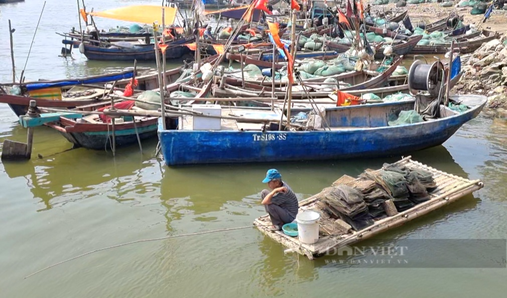 Ngư dân Sầm Sơn mỏi tay gỡ con cá, ốc, ghẹ…vướng lưới khi bè mảng cập bến - Ảnh 11.