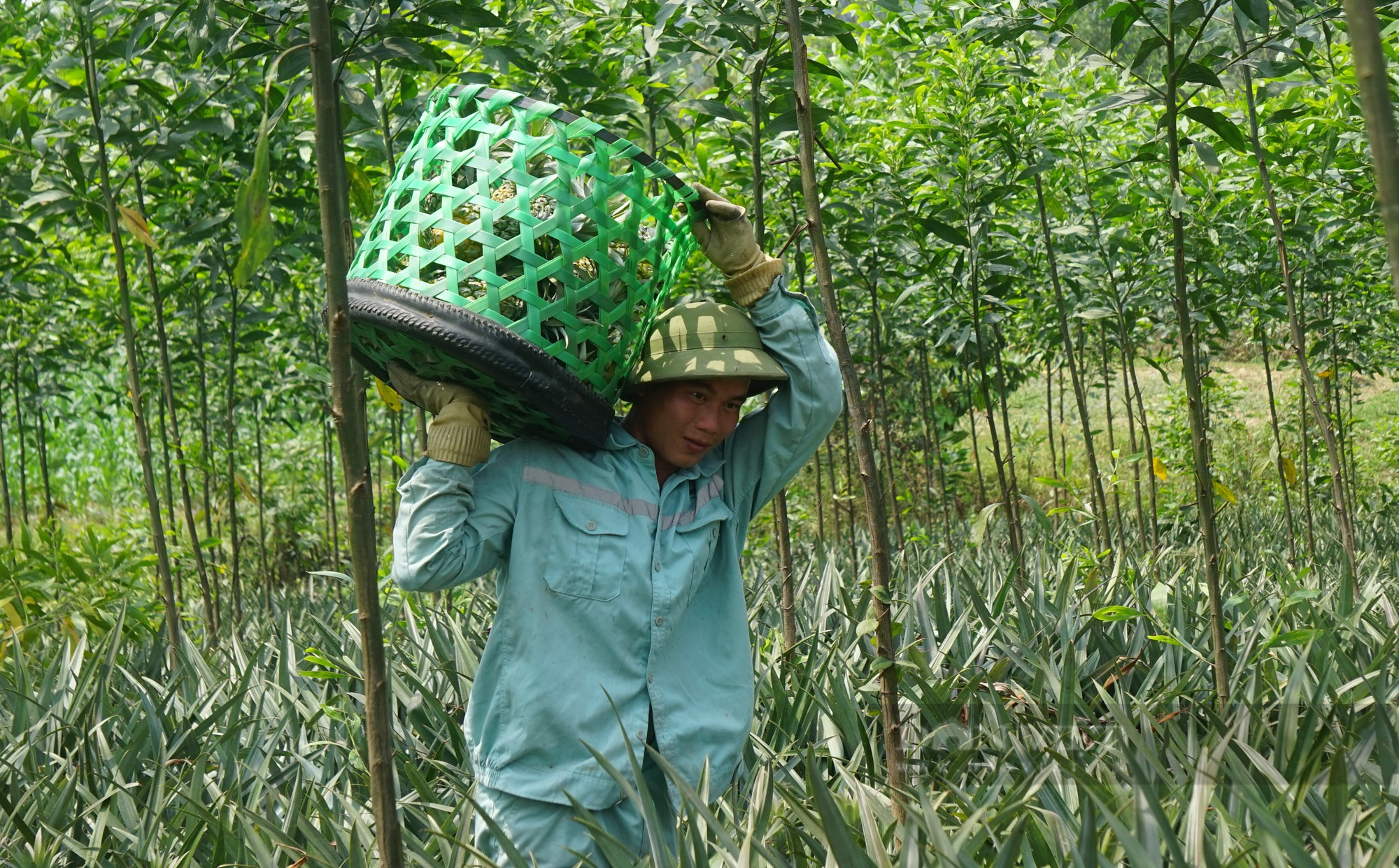 Huyện này ở Nghệ An trồng bạt ngàn thứ quả thơm lừng, vào chính vụ giá nhích dần, nông dân phấn khởi - Ảnh 2.
