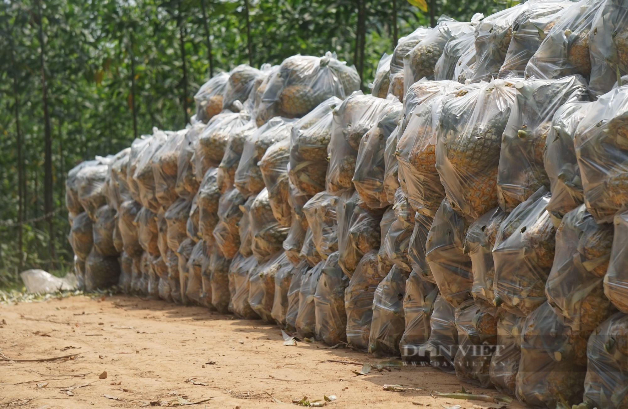 Huyện này ở Nghệ An trồng bạt ngàn thứ quả thơm lừng, vào chính vụ giá nhích dần, nông dân phấn khởi - Ảnh 3.