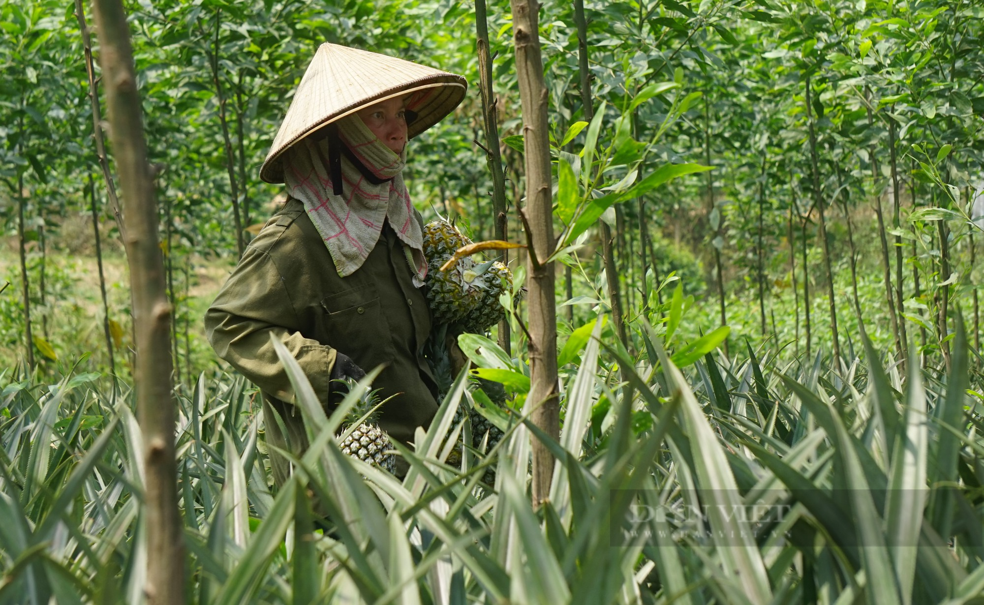 Huyện này ở Nghệ An trồng bạt ngàn thứ quả thơm lừng, vào chính vụ giá nhích dần, nông dân phấn khởi - Ảnh 4.