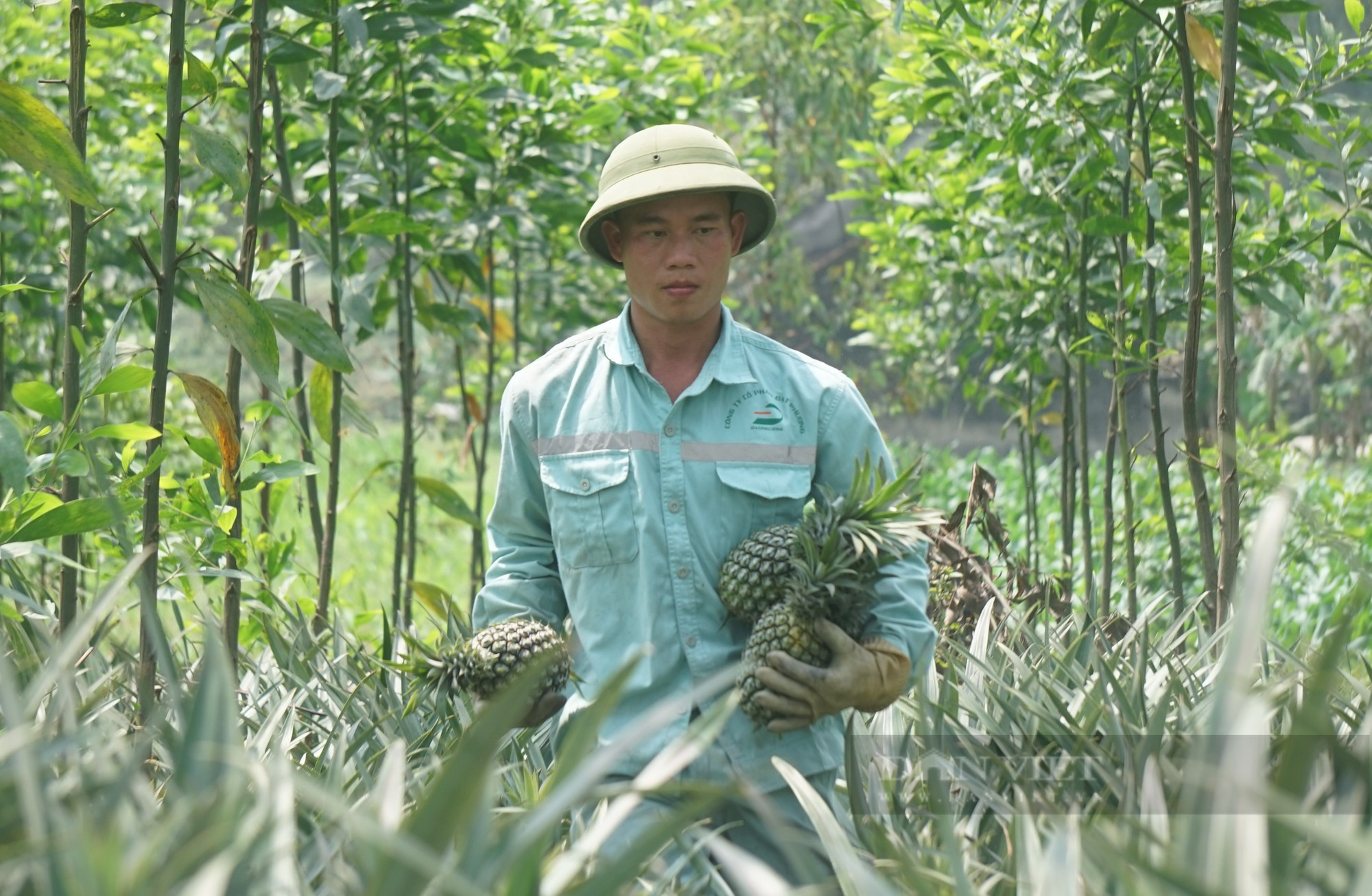 Huyện này ở Nghệ An trồng bạt ngàn thứ quả thơm lừng, vào chính vụ giá nhích dần, nông dân phấn khởi - Ảnh 7.