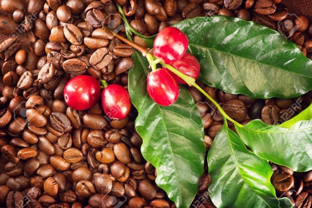 Giá cà phê điều chỉnh giảm cuối tuần, cà phê nội quay đầu giảm 700 đồng/kg - Ảnh 3.