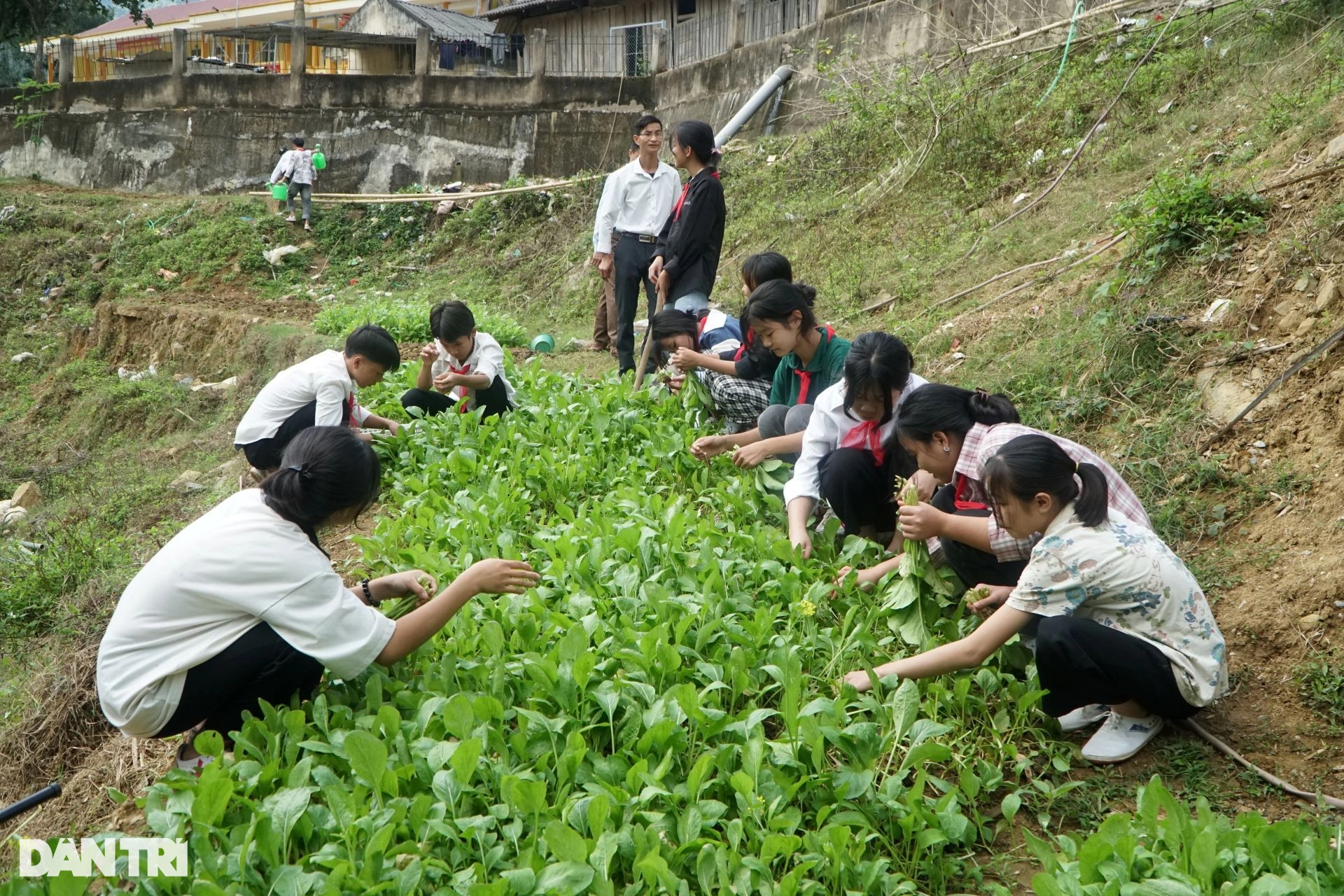 Mô hình trồng rau thiết thực của thầy và trò học sinh vùng cao - Ảnh 1.