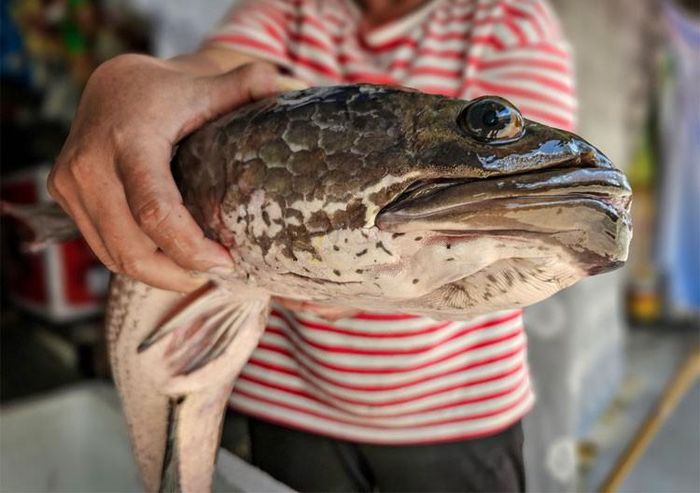Hiếm có, khó tìm Cần Thơ: Đi tát đìa, vô tình bắt được cặp cá lóc khủng gần 7kg/con khiến nhiều người trầm trồ - Ảnh 2.
