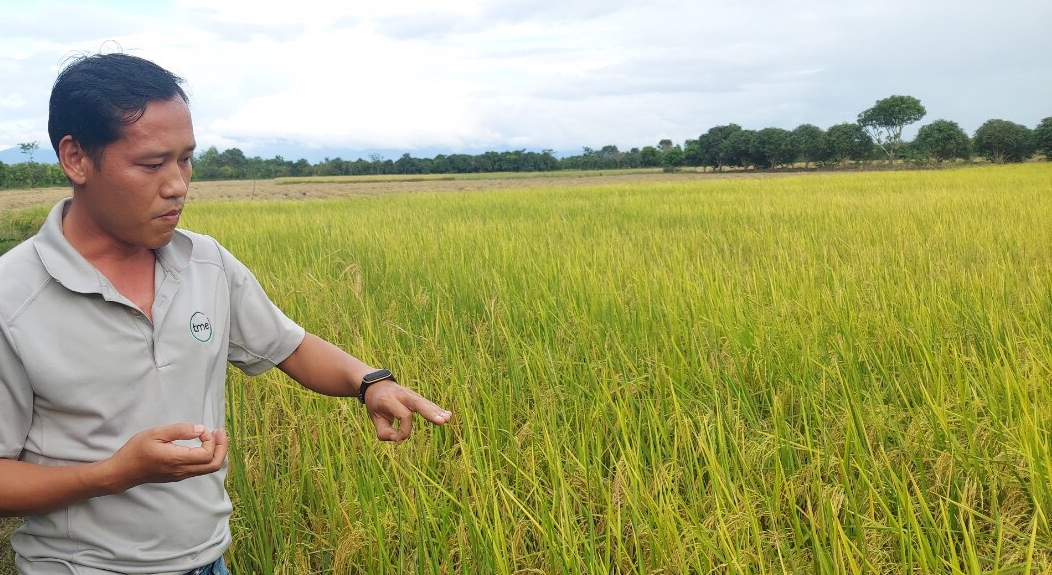 Ra mắt Hợp tác xã bao tiêu lúa và sầu riêng hữu cơ cho bà con nông dân ở Bình Thuận - Ảnh 3.