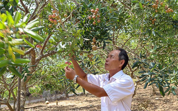 Nông dân Sóc Trăng trồng loại nhãn gì mà trái chín bóc ra thấy thơm, nhìn cơm muốn nếm, bán đắt hàng?