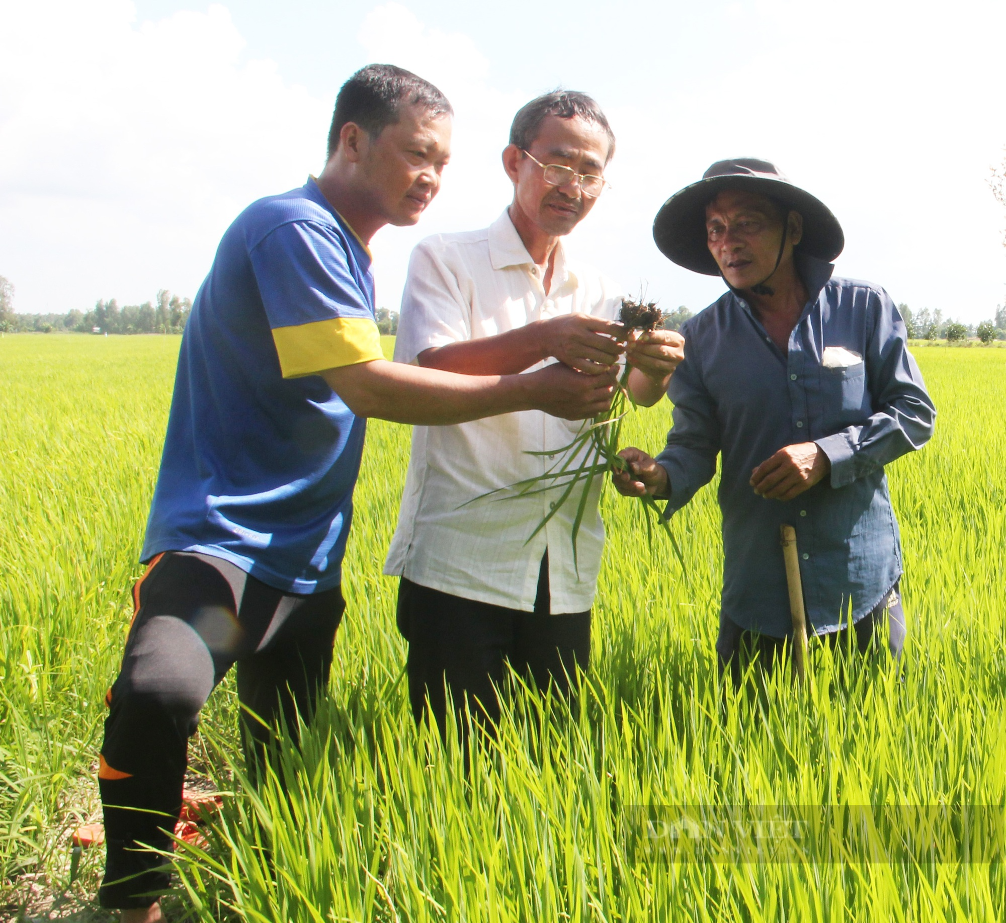 Nông dân trồng lúa vùng ĐBSCL khó đạt lợi nhuận 100% - Ảnh 2.
