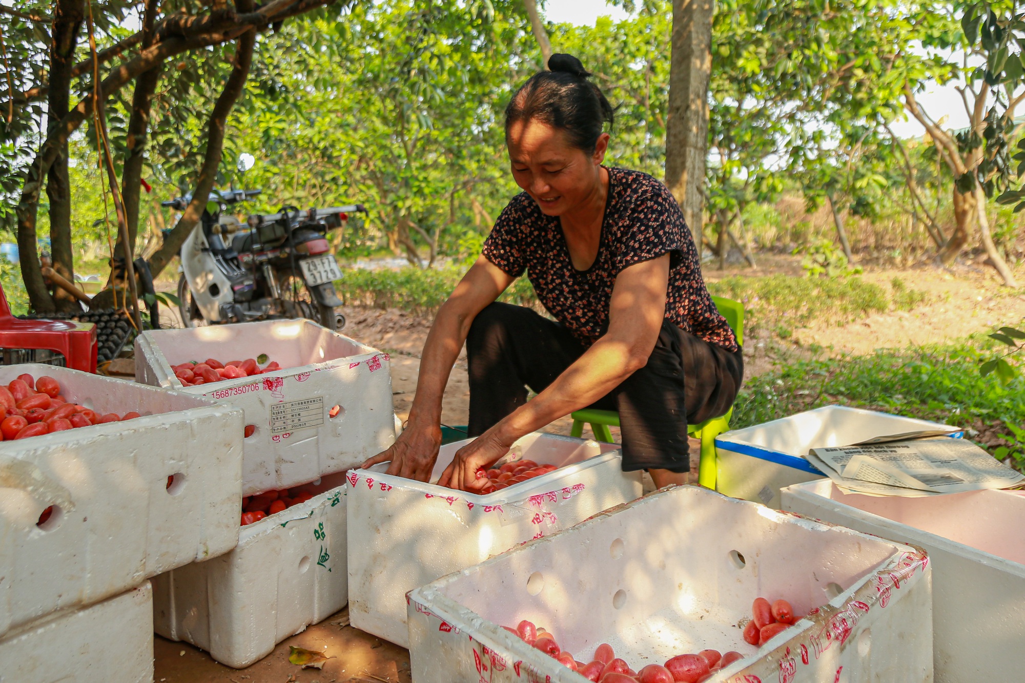 Loại quả &quot;quê mùa&quot; được mùa lại mất giá nhưng dân thành phố vẫn phải mua với giá chát - Ảnh 6.