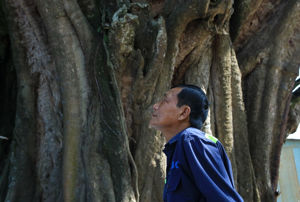 Một cây cổ thụ không đoán chính xác tuổi đời ở An Giang là giống cây gì mà lắm chuyện ly kỳ? - Ảnh 10.