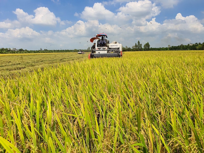 Ngân hàng Nhà nước chỉ đạo đẩy mạnh cho vay thu mua lúa, gạo - Ảnh 1.
