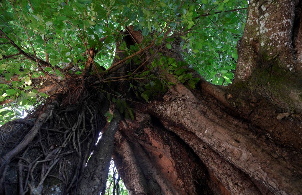 Một cây cổ thụ không đoán chính xác tuổi đời ở An Giang là giống cây gì mà lắm chuyện ly kỳ? - Ảnh 3.
