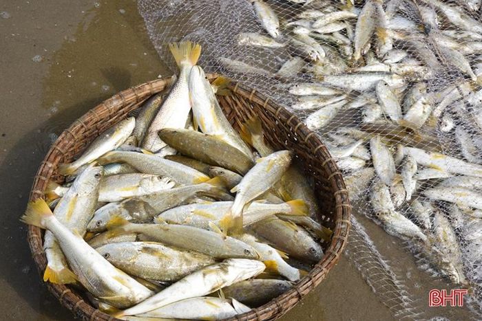 Hà Tĩnh: Nghề kéo lưới rùng để khai thác hải sản cho lợi nhuận cao, tới 1,8 triệu mỗi người một ngày - Ảnh 2.