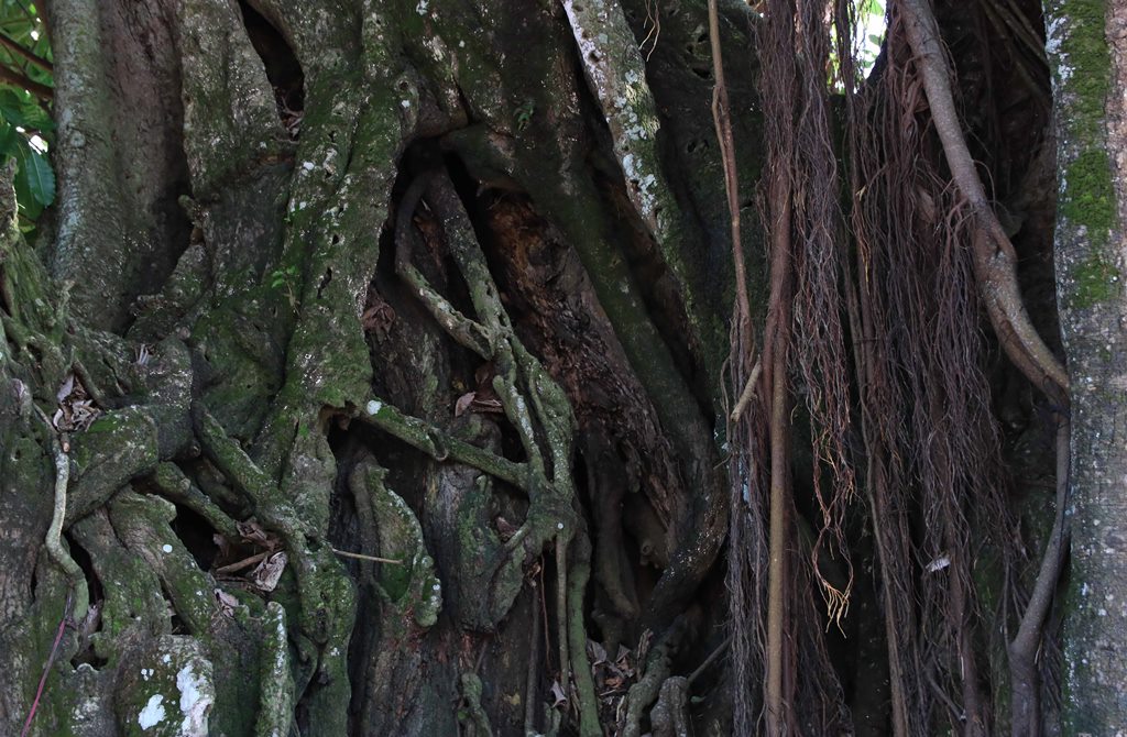 Một cây cổ thụ không đoán chính xác tuổi đời ở An Giang là giống cây gì mà lắm chuyện ly kỳ? - Ảnh 4.