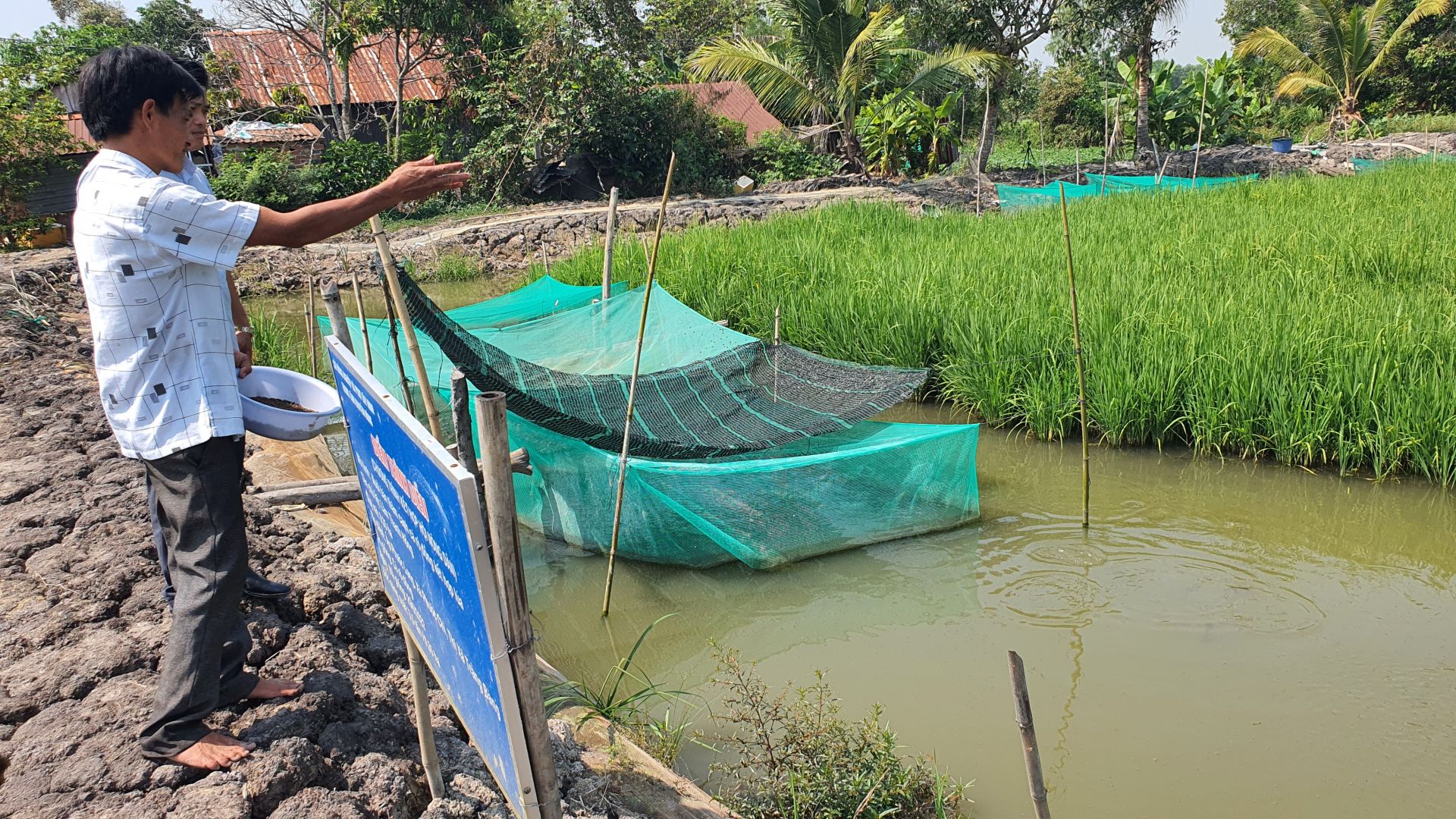 Nuôi cá rô đồng trong ruộng lúa lợi đủ đường, lúa tốt, cá lớn nhanh, vì sao nông dân Tây Ninh vẫn lo lo? - Ảnh 1.