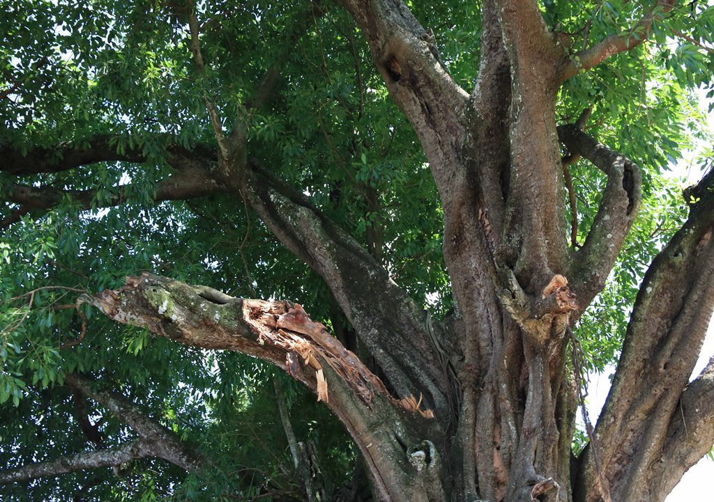 Một cây cổ thụ không đoán chính xác tuổi đời ở An Giang là giống cây gì mà lắm chuyện ly kỳ? - Ảnh 8.