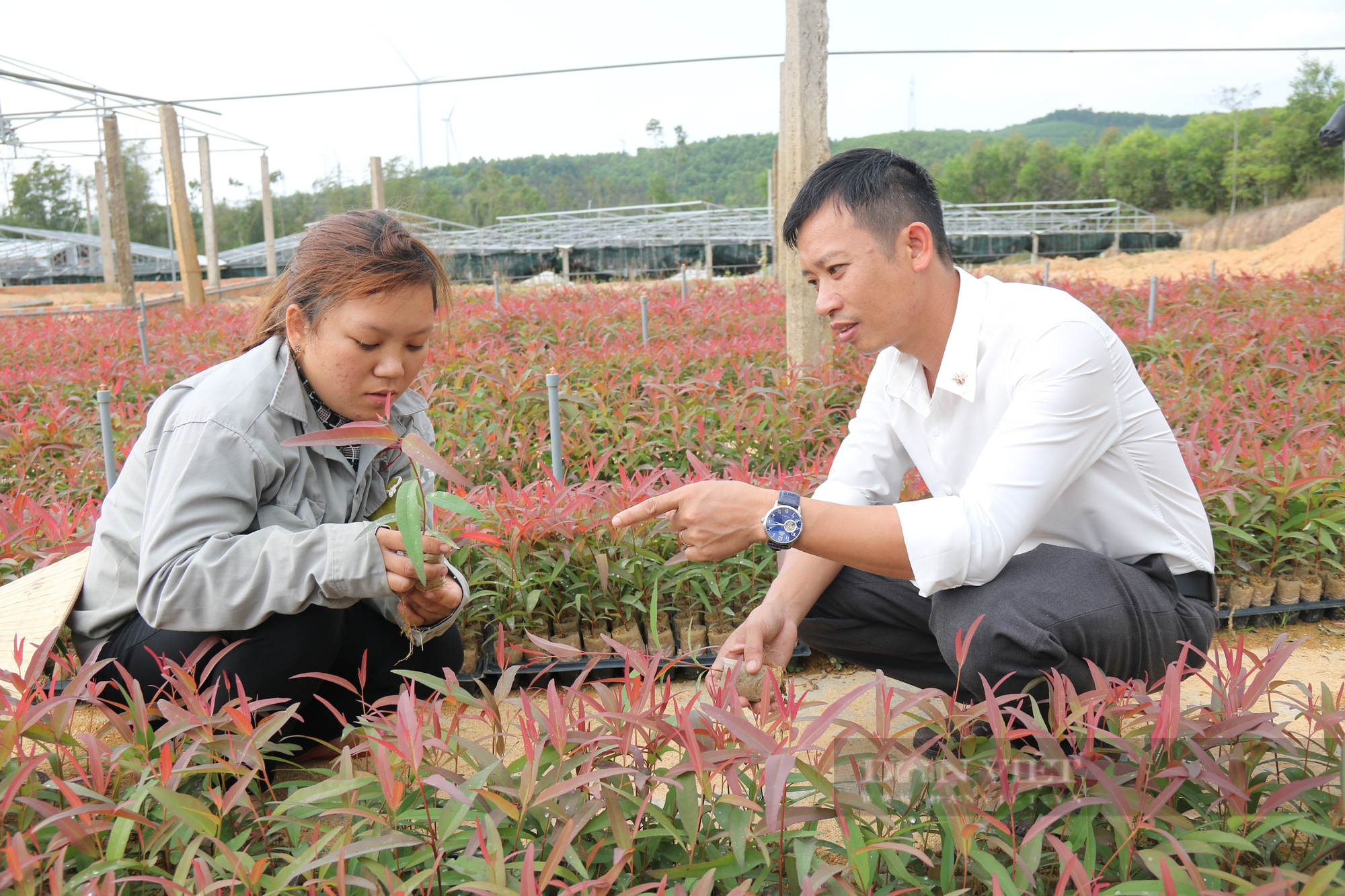 Chàng trai 8X ở Gia Lai khởi nghiệp từ nuôi cấy mô giống cây lâm nghiệp - Ảnh 5.