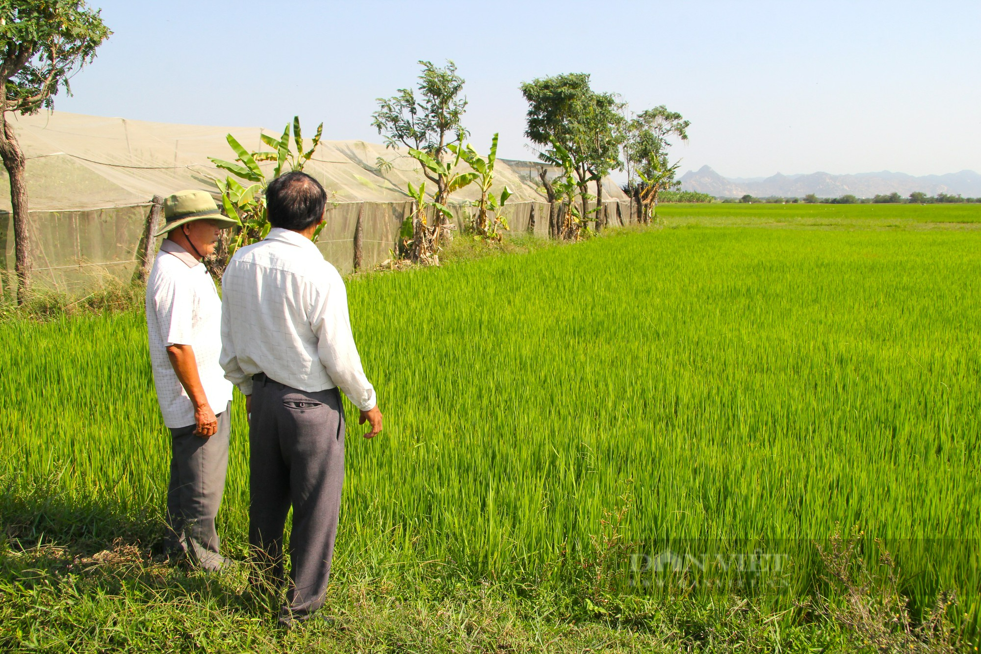 Trồng lúa thân thiện với môi trường cho hạt gạo ngon, năng suất tăng gần gấp đôi, nông dân nâng cao thu nhập - Ảnh 1.