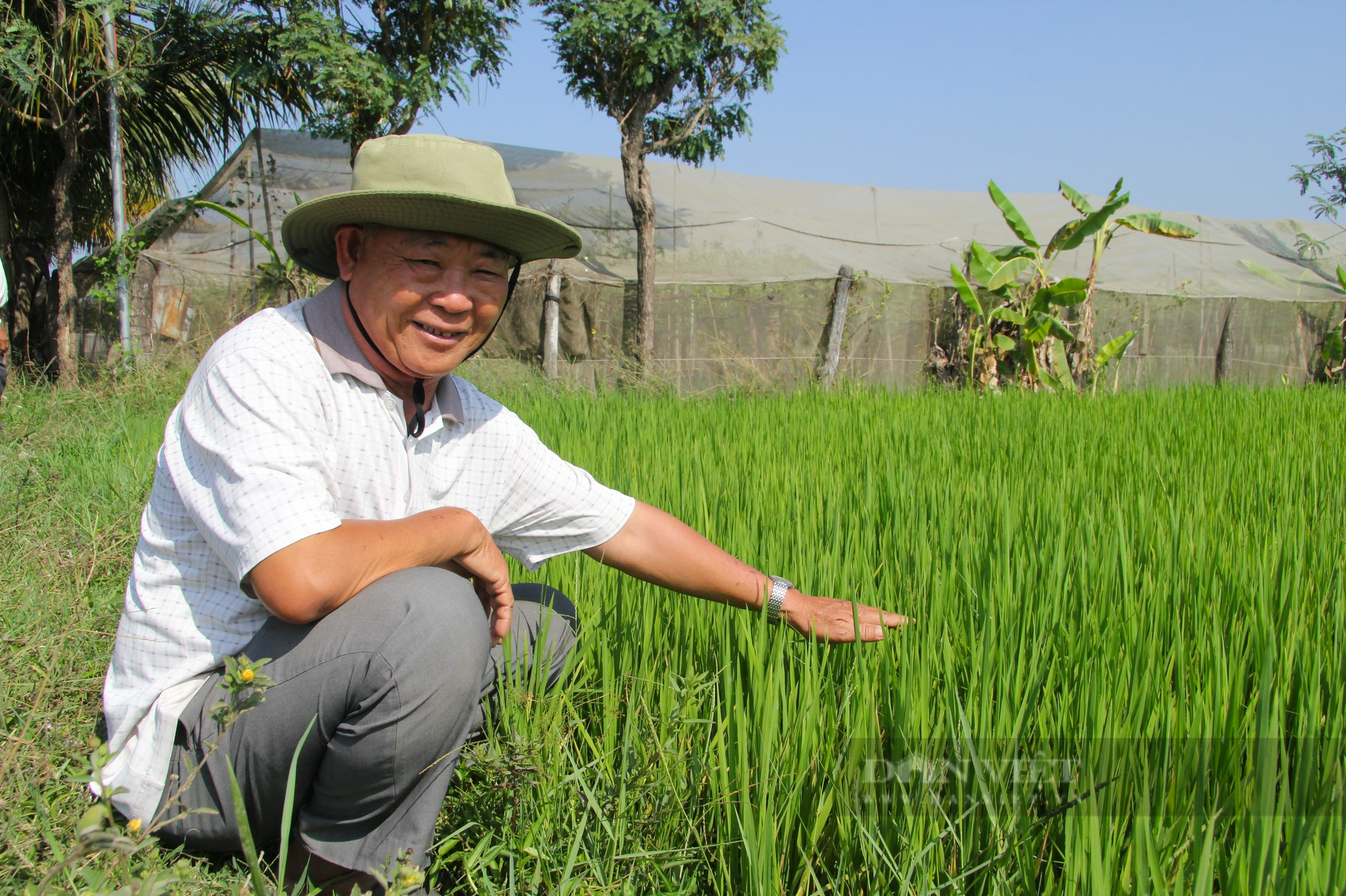 Trồng lúa thân thiện với môi trường cho hạt gạo ngon, năng suất tăng gần gấp đôi, nông dân nâng cao thu nhập - Ảnh 3.