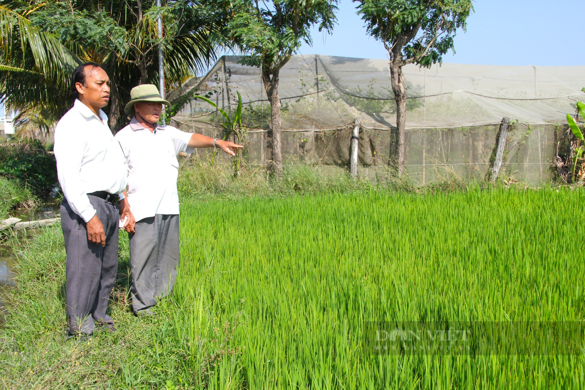 Trồng lúa thân thiện với môi trường cho hạt gạo ngon, năng suất tăng gần gấp đôi, nông dân nâng cao thu nhập - Ảnh 4.