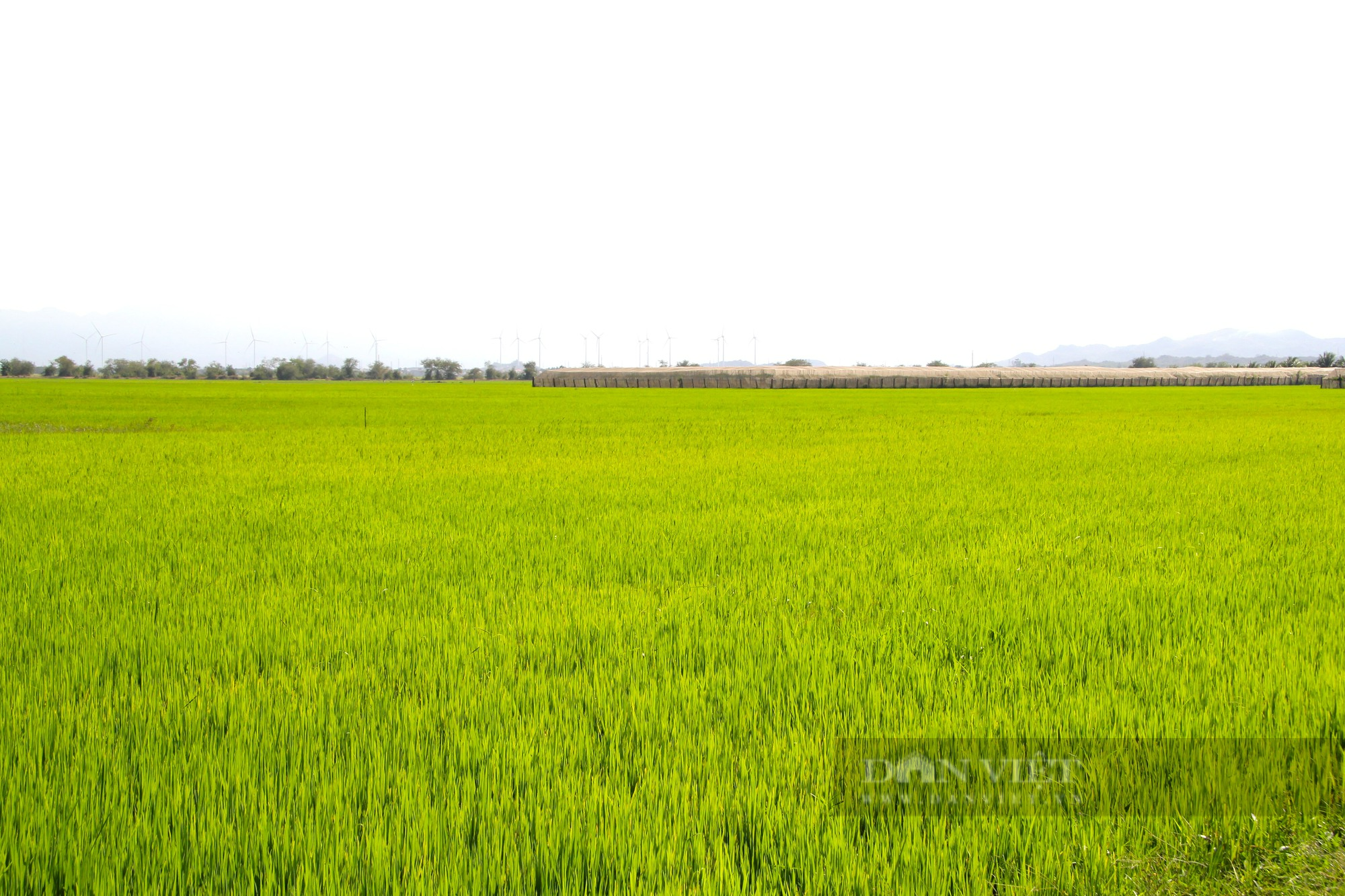 Trồng lúa thân thiện với môi trường cho hạt gạo ngon, năng suất tăng gần gấp đôi, nông dân nâng cao thu nhập - Ảnh 6.